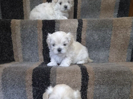 TINY KOREAN MALTIPOO PUPPIES