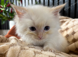 Flame point ragdoll kittens