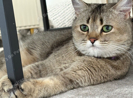 Straight Scottish fold