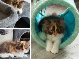 Pedigree British Longhair chocolate tortie girl .TICA registered️ Ready now