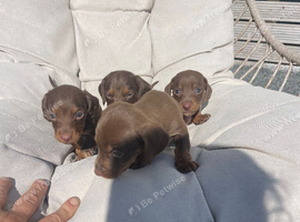 Puppies