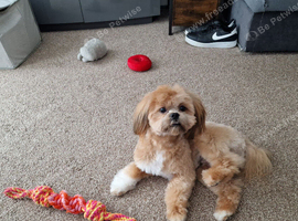 Lhasa
