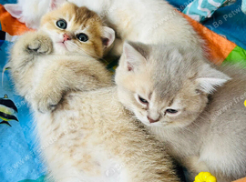 Kittens Ready for Their Forever Homes