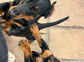 dachshunds