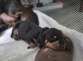 Miniature dachshunds ready now