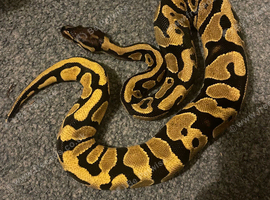 Yellowbelly ball python and full set up