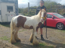 Skewbald colt