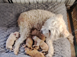 Maltipoo ready to leave in 2 weeks!