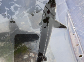 Dimond sturgeon