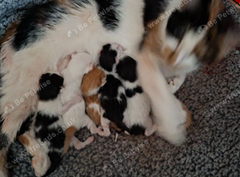 6 beautiful kittens
