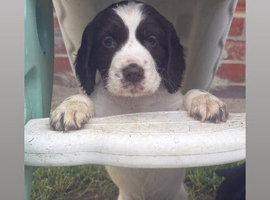 Working cocker spaniel puppy&rsquo;s