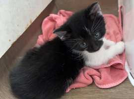 3 little baby boy kittens needed for desperate rehoming