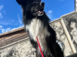 Kennel club pedigree border collie for stud