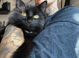 Part Maine coone cat 9 months female