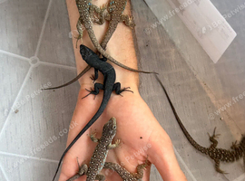 European Eye Lizards for sale