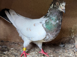 Iranian Pigeons for Sale