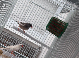 Breeding pair