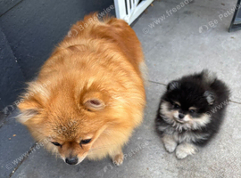 Female Pomeranian puppy