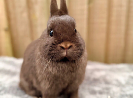 Netherland Dwarfs - Ready Now
