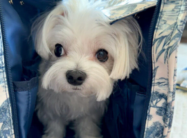 Kc Registered Maltese