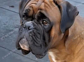 KC REG PROVEN 0 HEART SCORE BOXER STUD