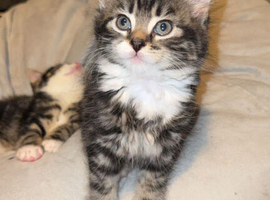 8 wk old kittens
