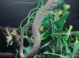 Spyro european eyed lizard