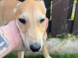 Female lurcher for sale