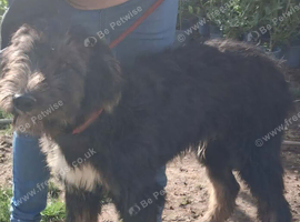 Shepard/saluki /lurcher