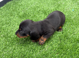 Miniature dachshund