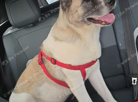 4 year old female Akita