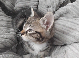 Kittens for sale to good homes please