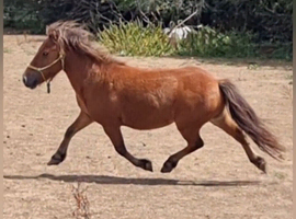 Lovely Little Gelding 8.3hh 5yo