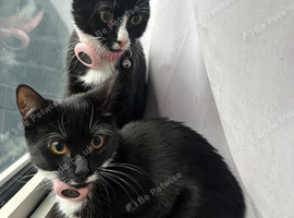 Two kittens sister need home together