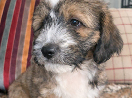 Handsome Harry &ndash; 6 month Old Tibetan Terrier Puppy Looking for His Forever Home