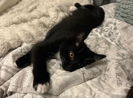 Black and white kitten