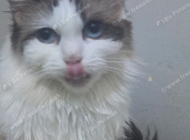 I have two male kittens forsale