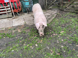 Welsh x P-Train Boar Pig - 2 Years Old for sale