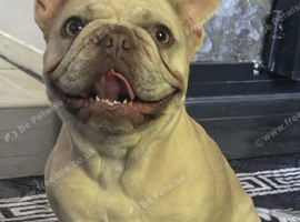 2 year old frenchie (daisy)