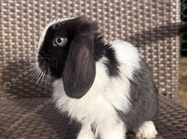 Pure bred Mini lops