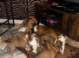 Beautiful well looked after boxer pups