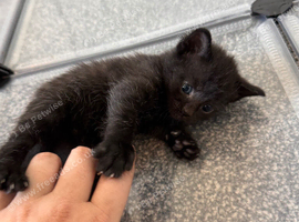 Ready 10th August Kittens