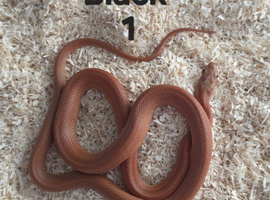 Various corn snakes available