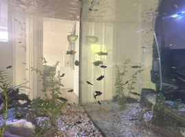 Red Cherry shrimp and black mollys for sale