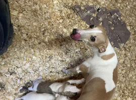 Gorgeous Health Tested Whippet Puppies