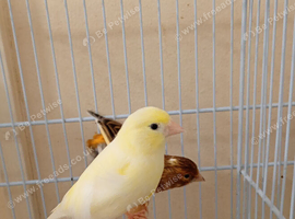 Pair of canary