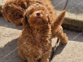 Tiny Toy Poodle girl