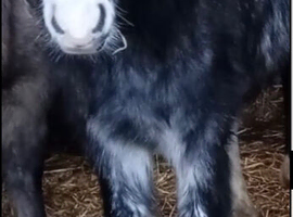 floss