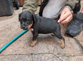 Lakeland pups