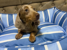 Dachshund